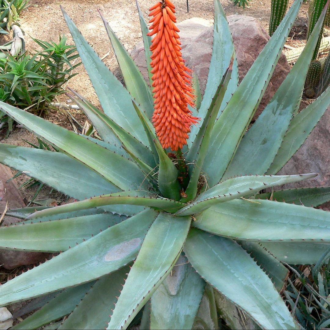 Pink Aloe herb seeds