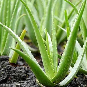 Aloe Vera Green Seeds – Heirloom, Non-GMO, High Germination Organic Garden Seeds