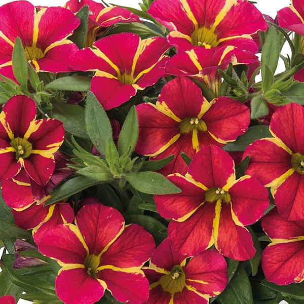 Calibrachoa Flower Seeds Red Yellow – Heirloom, Non-GMO, High Germination Seeds