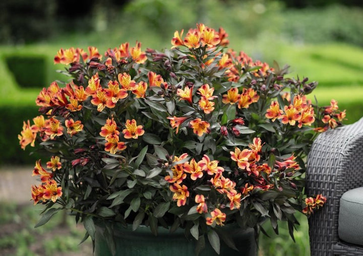 Giant Alstroemeria Flower Seeds Orange – Heirloom, Non-GMO, High Germination Seeds