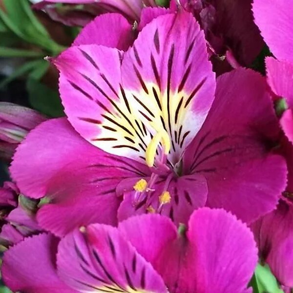 Semillas de Alstroemeria en Flor Rosada para Sembrar – Semillas Orgánicas, No Modificadas Genéticamente, de Variedad Tradicional