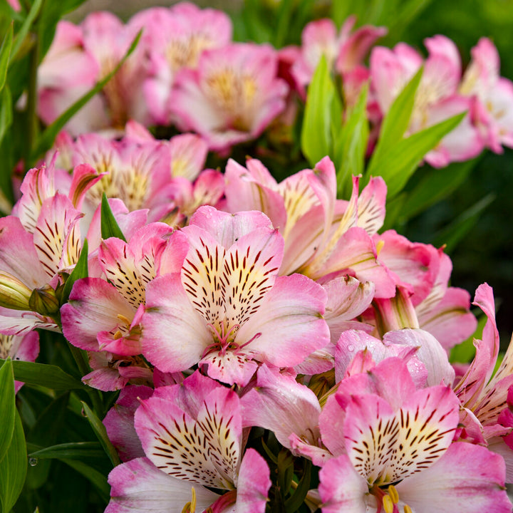 Giant Alstroemeria Flower Seeds Pink For Planting – Heirloom, Non-GMO Seeds