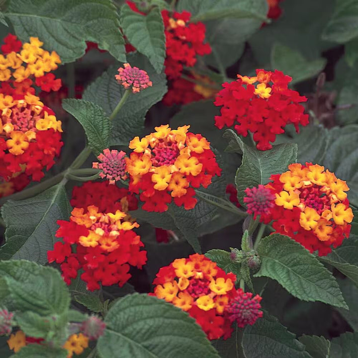 Red Yellow Lantana Flower Seeds – Heirloom, Non-GMO, High Germination Seeds