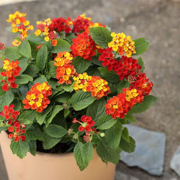 Red Yellow Lantana Flower Seeds – Heirloom, Non-GMO, High Germination Seeds