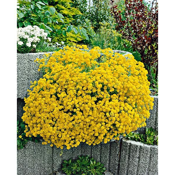 Alyssum Flower Seeds Yellow For Gardening – Heirloom, Non-GMO Seeds