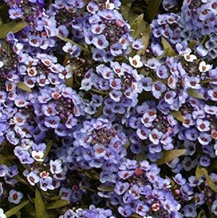 blue alyssum flower seeds