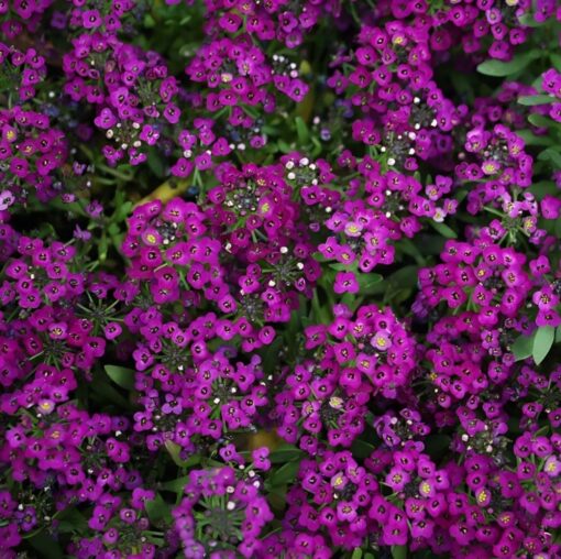 purple alyssum flower seeds