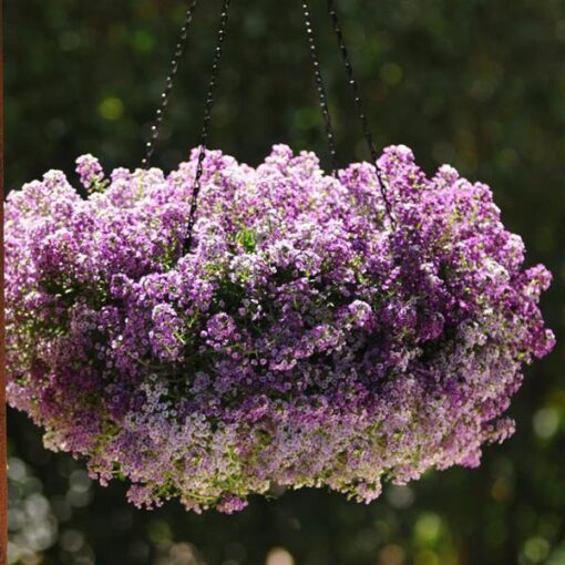 lavender alyssum flower seeds