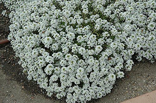 alyssum lobularia flower seeds