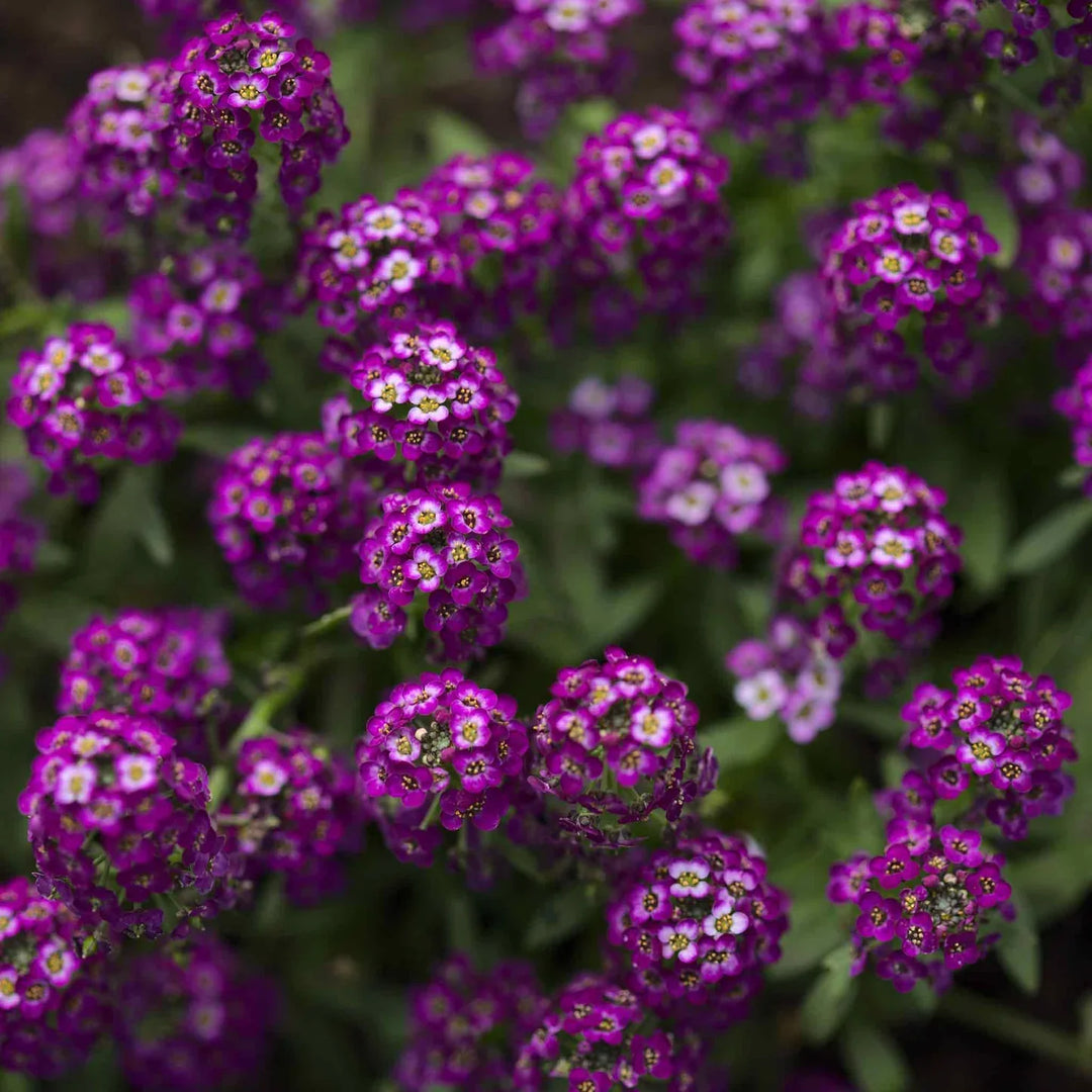 purple alyssum flower seeds