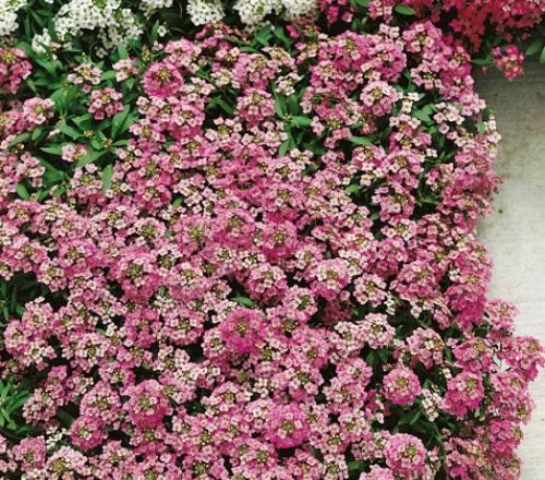 pink alyssum flower seeds