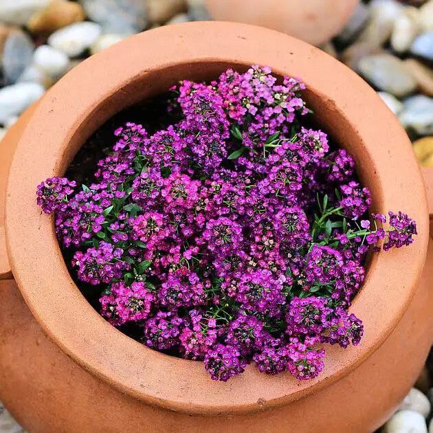 Alyssum Flower Seeds for Planting – Heirloom Non-GMO High Germination Organic Garden Seeds