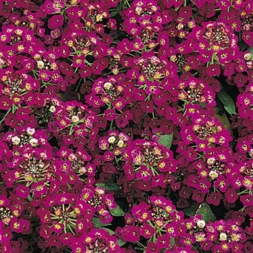 violet alyssum flower seeds