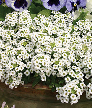 white alyssum flower seeds