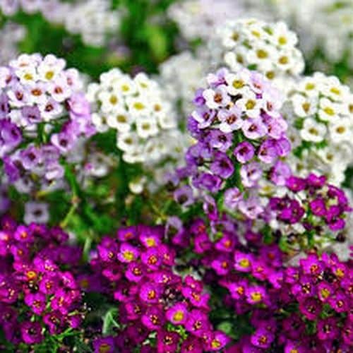 alyssum wonderland flower seeds