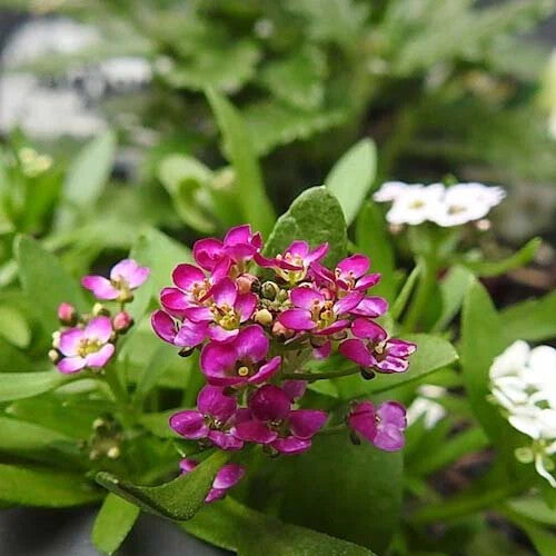 Alyssum Flower Seeds Pink for Planting – Heirloom Non-GMO High Germination Organic Garden Seeds