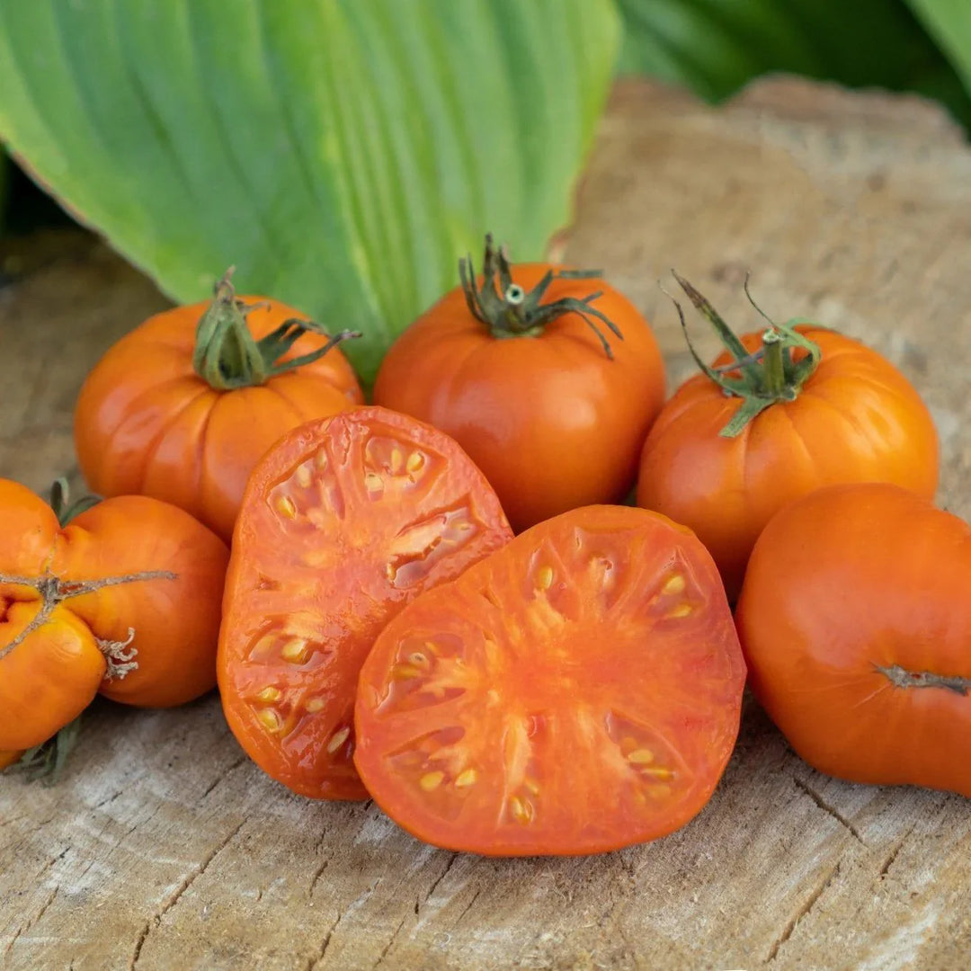 orange orange flower seeds