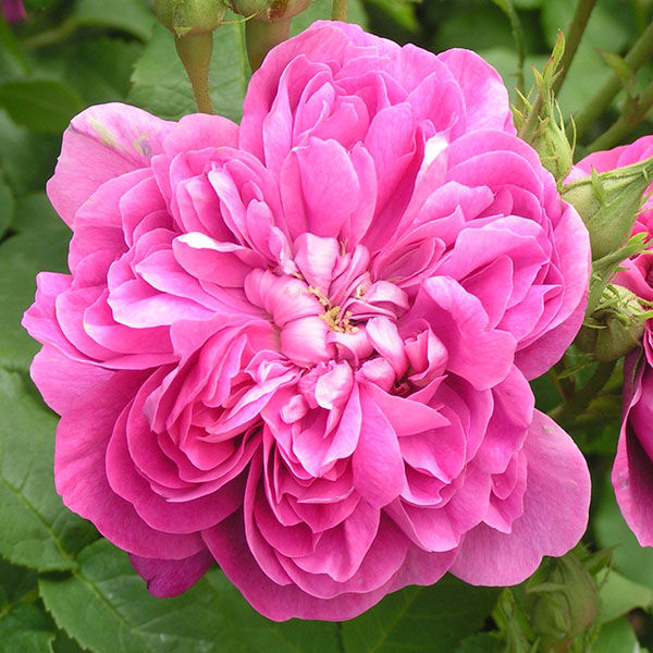 Pink Rose Damask Flower Seeds Heirloom Non-GMO High Germination Organic Garden Seeds for Planting