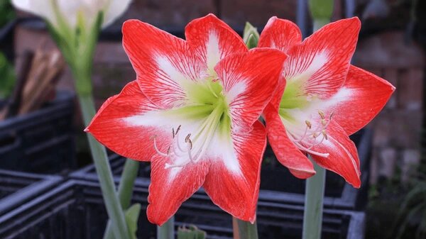 Giant Amaryllis Flower Seeds Red White for Planting – Heirloom Non-GMO Organic Garden Seeds