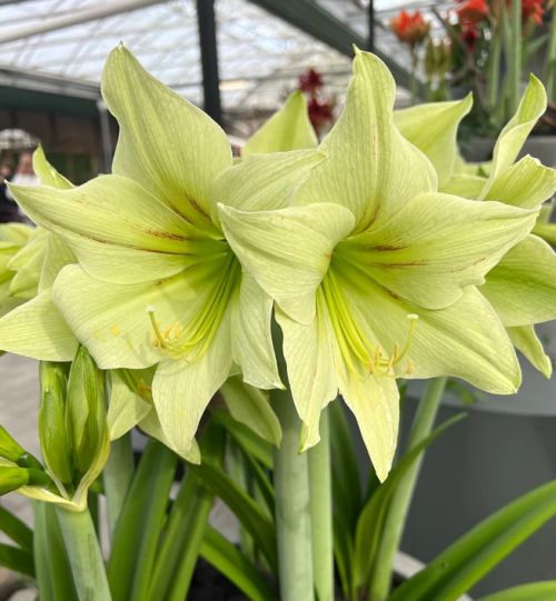 Green Amaryllis Flower Seeds – Heirloom, Non-GMO, High Germination Seeds
