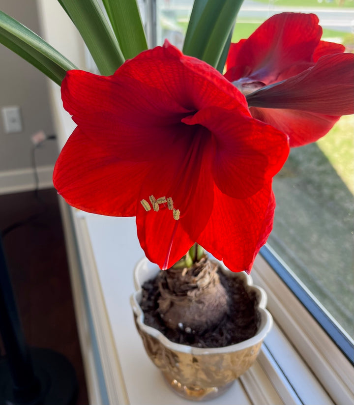 Red Amaryllis Flower Seeds for Planting – Heirloom Non-GMO High Germination Organic Seeds