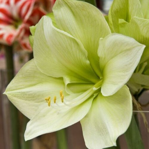Giant Amaryllis Flower Seeds Green – Heirloom, Non-GMO, High Germination Seeds