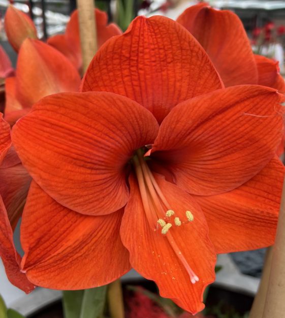 Amaryllis Blumensamen Orange zum Pflanzen – Alte Sorte gentechnikfrei hohe Keimrate Bio-Samen