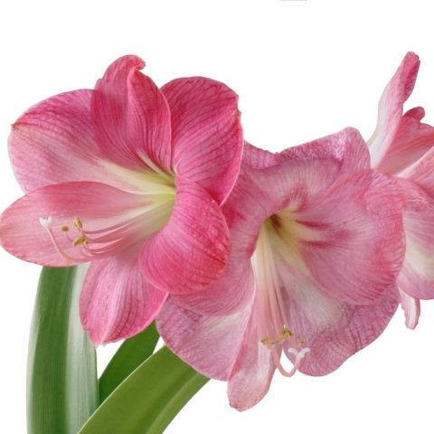 Pink Amaryllis Flower Seeds for Planting – Heirloom Non-GMO High Germination Organic Seeds
