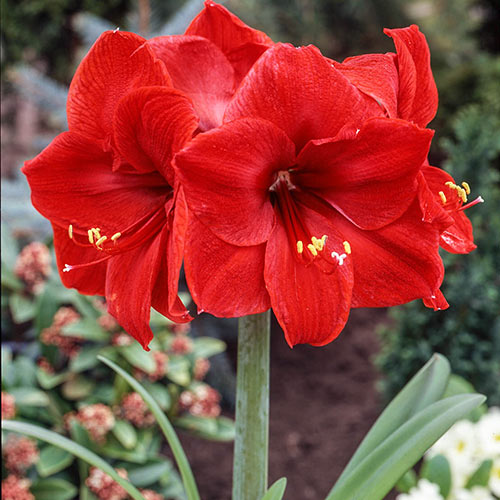 Amaryllis Flower Seeds Red for Planting – Heirloom Non-GMO High Germination Organic Seeds