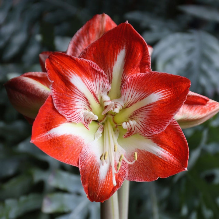 Semillas de flores Hippeastrum – Tradicionales, sin OMG, de alta germinación