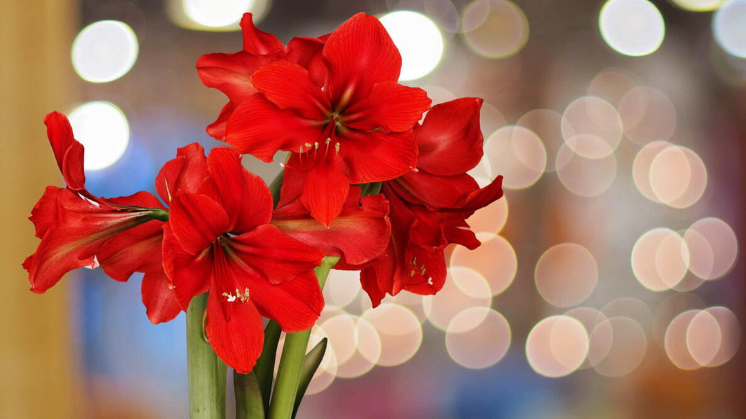Red Amaryllis Flower Seeds for Planting – Heirloom Non-GMO High Germination Organic Seeds