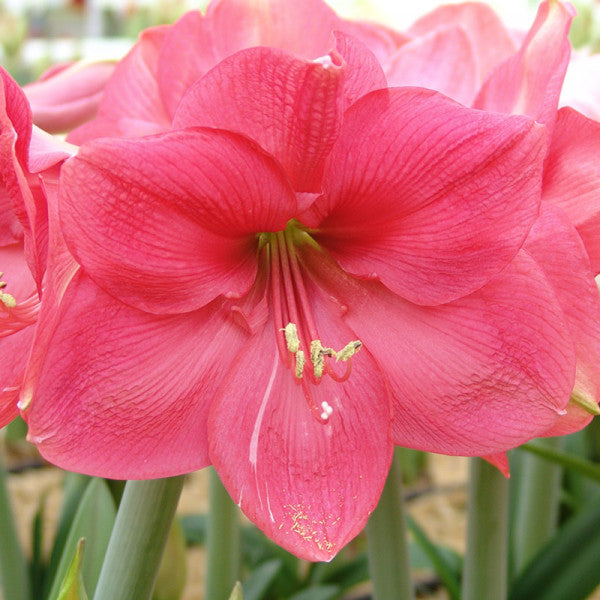 Semillas de flores de amarilis rosadas para plantar - Semillas orgánicas de herencia sin OMG de alta germinación