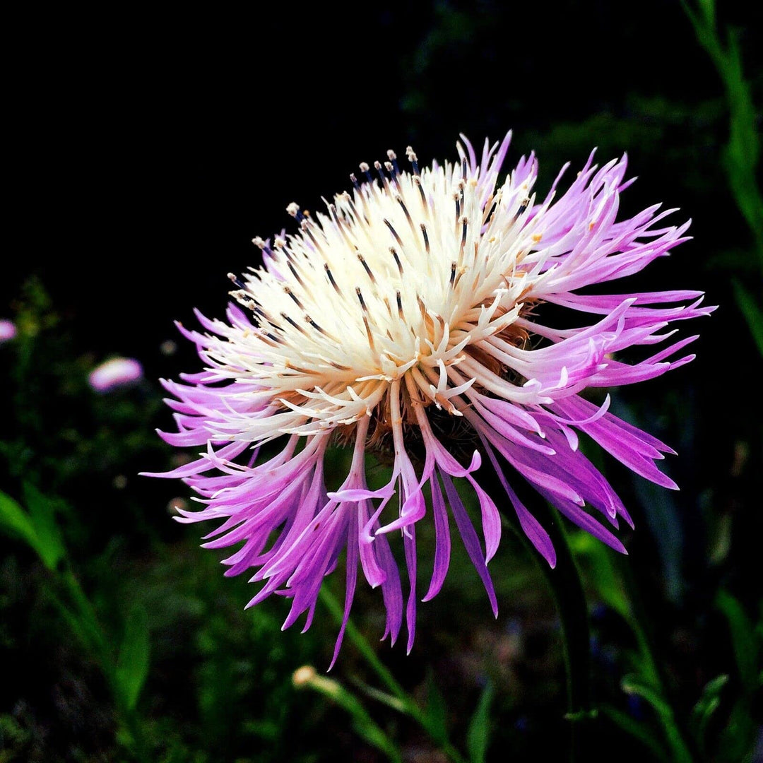 american basketflower flower seeds