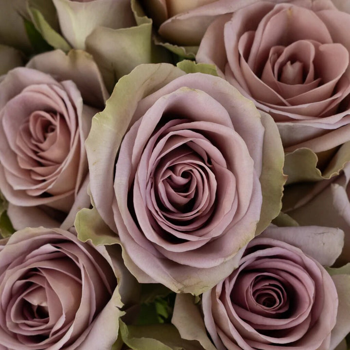 Lavender Brown Amnesia Rose Flower Seeds – Heirloom Non-GMO High Germination Seeds