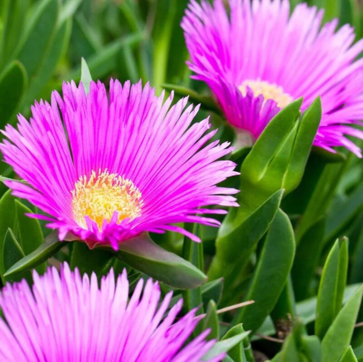 Delosperma Flower Seeds Pink – Heirloom Non-GMO High Germination Seeds