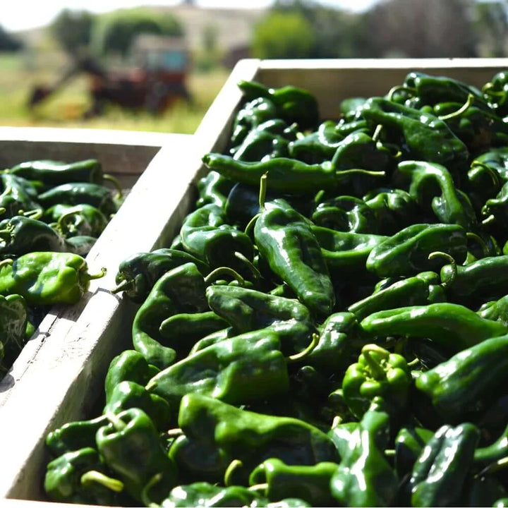 Ancho Poblano Pepper vegetable seeds for planting, heirloom non-GMO garden seeds growing healthy peppers at home