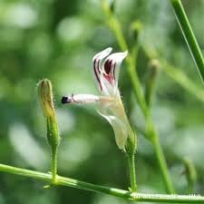 Andrographis Andrographis herb seeds