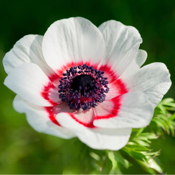 Red White Anemone Flower Seeds for Planting Heirloom Non-GMO High Germination Organic Garden Seeds