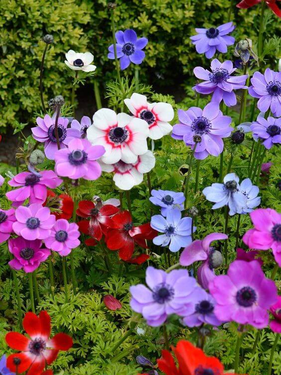 Mixed Anemone Flower Seeds – Heirloom Non-GMO High Germination Seeds