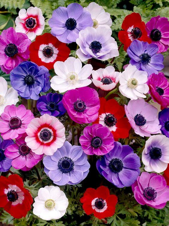 Mixed Anemone Flower Seeds – Heirloom Non-GMO High Germination Seeds
