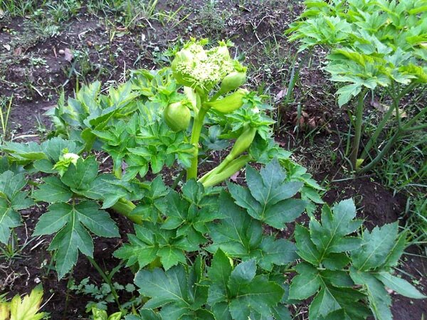Ashitaba (Angelica Keiskei) Seeds for Planting – Heirloom Non-GMO Organic Garden Seeds