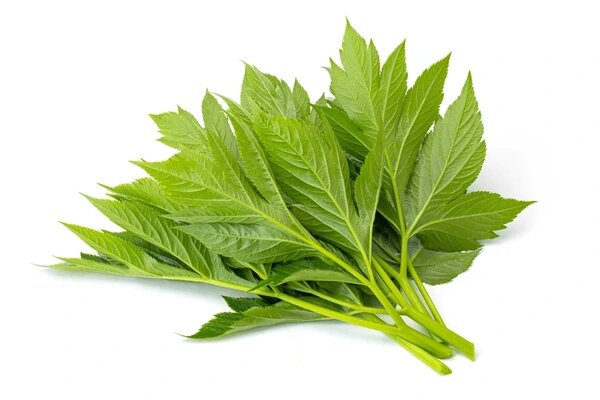 Ashitaba Seeds for Planting – Heirloom Non-GMO Garden Seeds Online