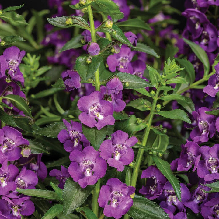 Angelonia Flower Seeds Purple for Planting Heirloom Non-GMO High Germination Organic Garden Seeds