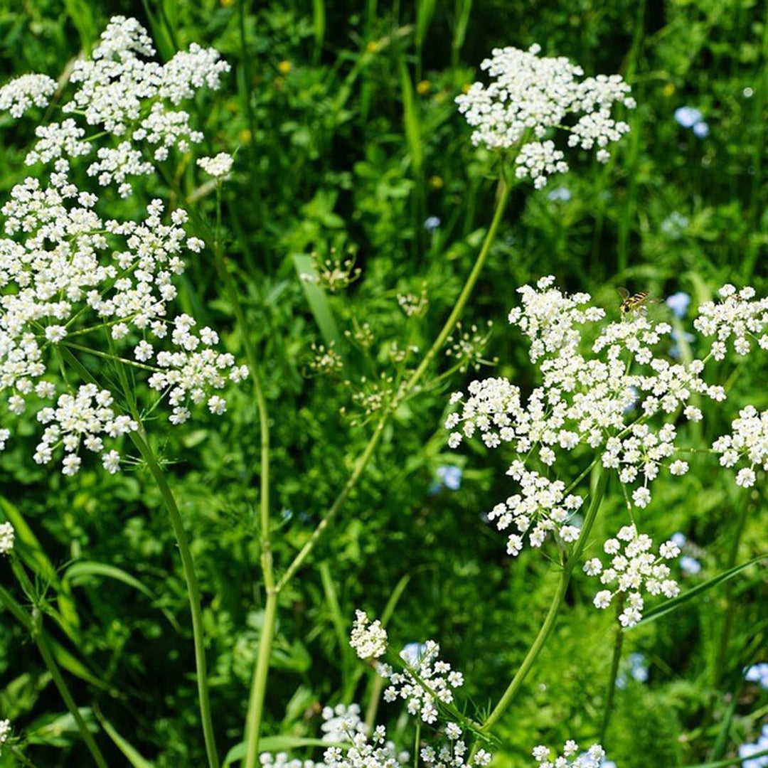 White Pimpinella Flower Seeds for Planting – Heirloom Non-GMO, High Germination Organic Garden Seeds