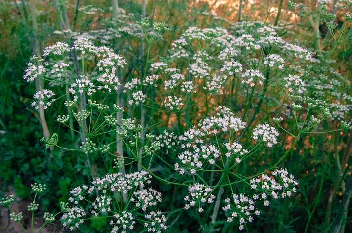 Green Anise Herb Seeds – Heirloom, Non-GMO, High Germination Organic Garden Seeds