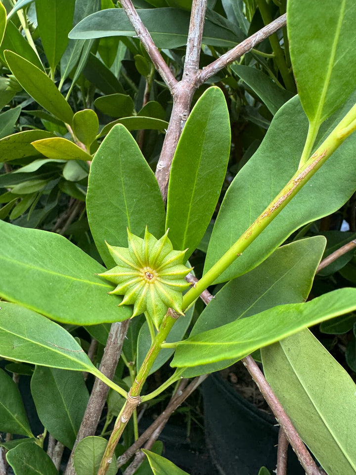 Green Illicium Flower Seeds – Heirloom, Non-GMO, High Germination Seeds