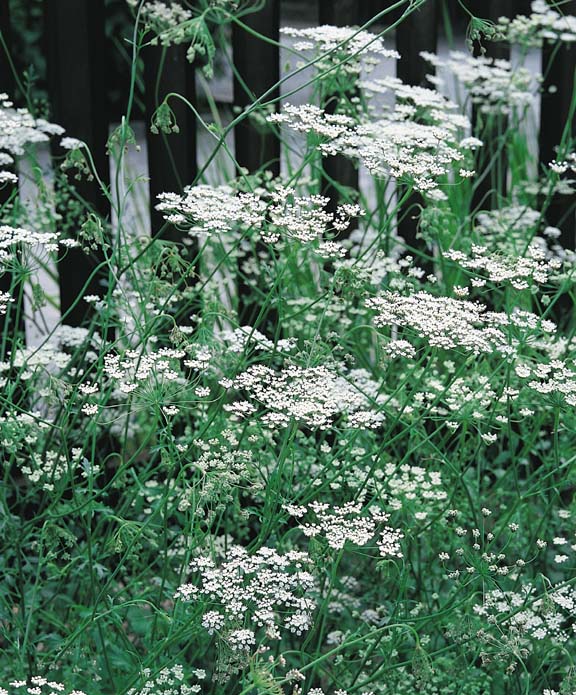 Green Anise Herb Seeds – Heirloom, Non-GMO, High Germination Organic Garden Seeds