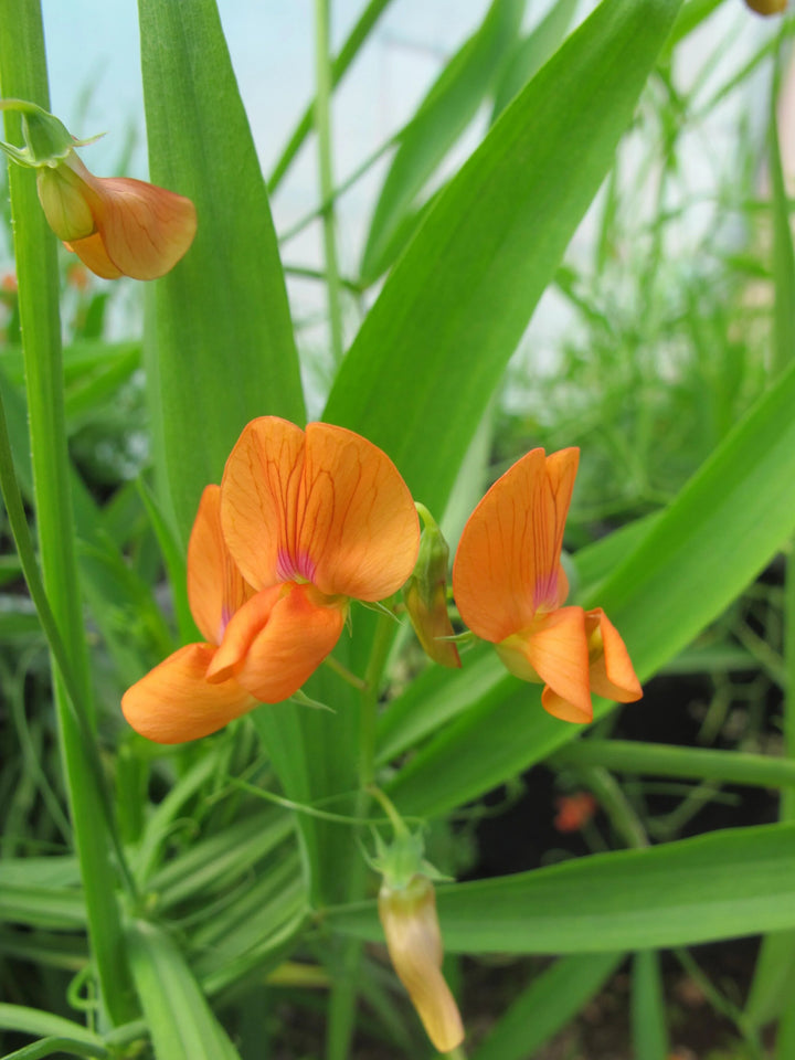 Orange Lathyrus Flower Seeds – Heirloom, Non-GMO, High Germination Seeds