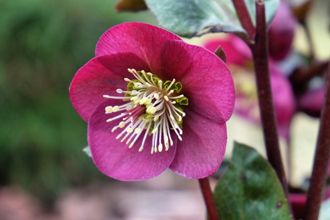 Pink Helleborus Flower Seeds – Heirloom, Non-GMO, High Germination Seeds