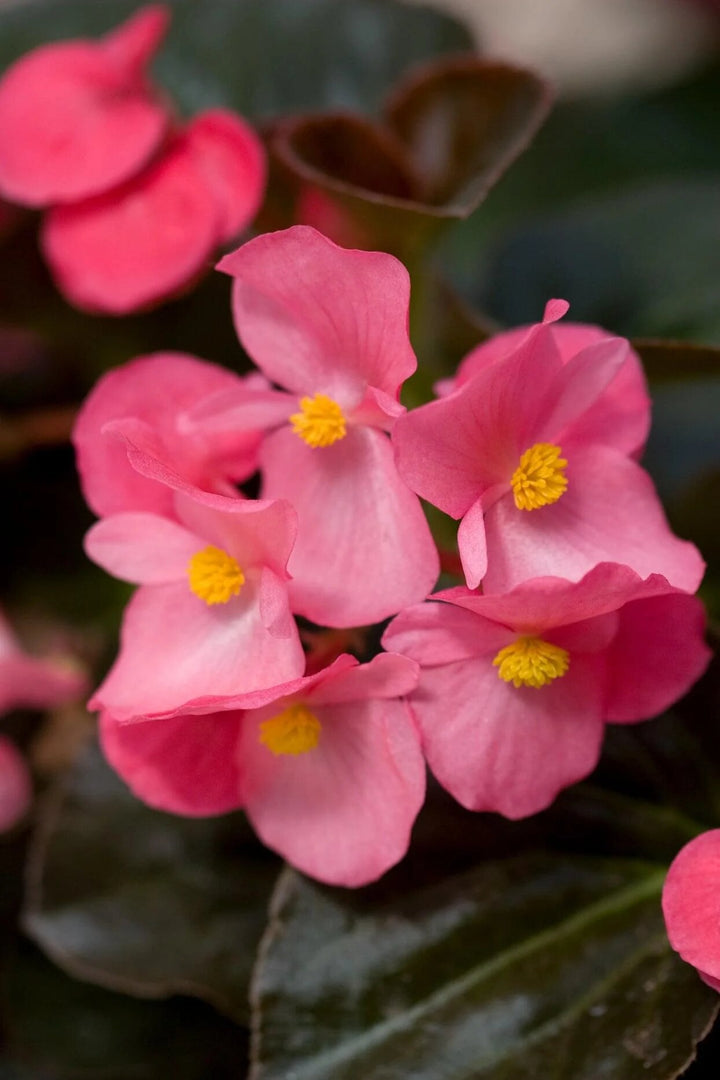 Begonia Flower Seeds Pink for Planting – Heirloom Non-GMO High Germination Organic Seeds